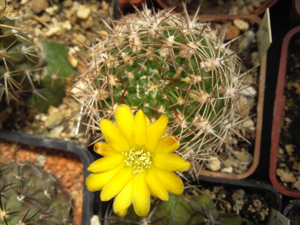 Weingartia riograndensis